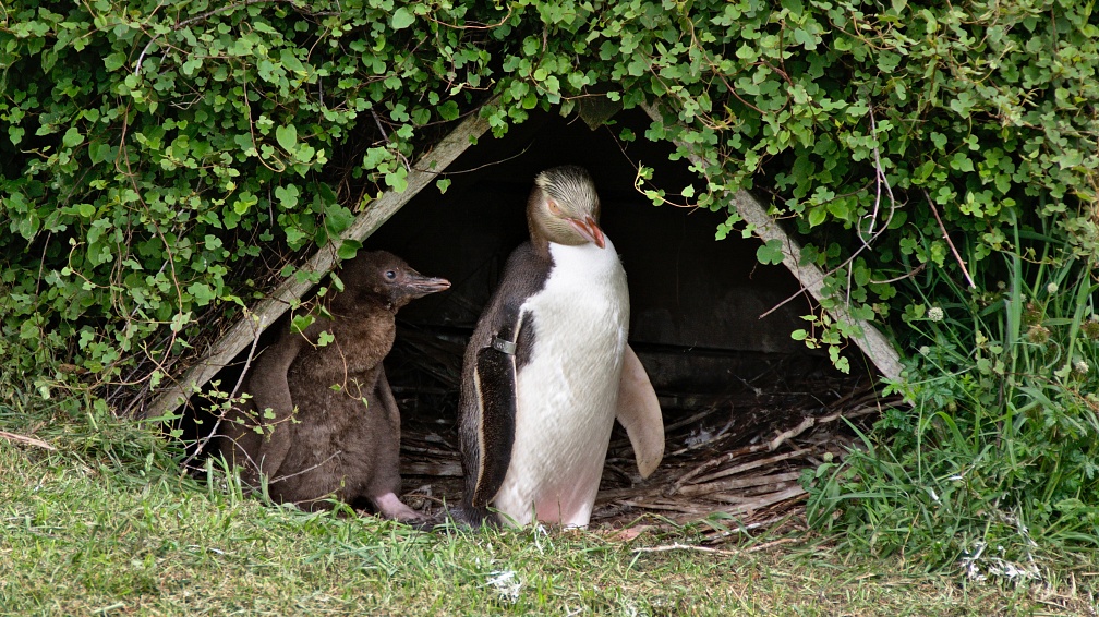 Yellow-eyed penguin at nest with a chick