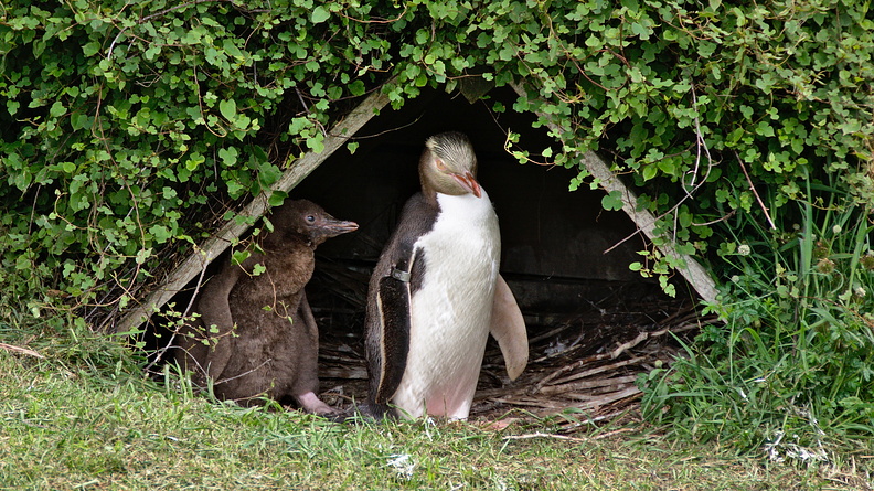 Yellow-eyed penguin at nest with a chick
