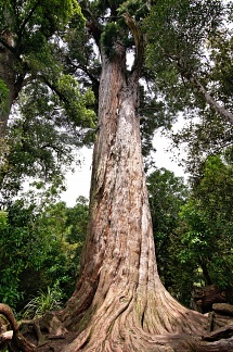 Giant lowland tōtara tree