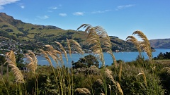 Toetoe grass on Takamatua Hill, Children's Bay and Akaroa in bac