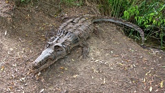 Crocodile sculpture on Takamatua Hill track