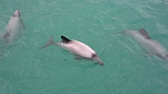 Hector's dolphins in Akaroa Harbour