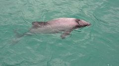 Hector's dolphin in Akaroa Harbour