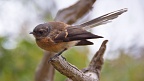 Fantail bird
