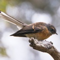 Fantail bird