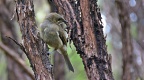 Bellbird in mānuka bush