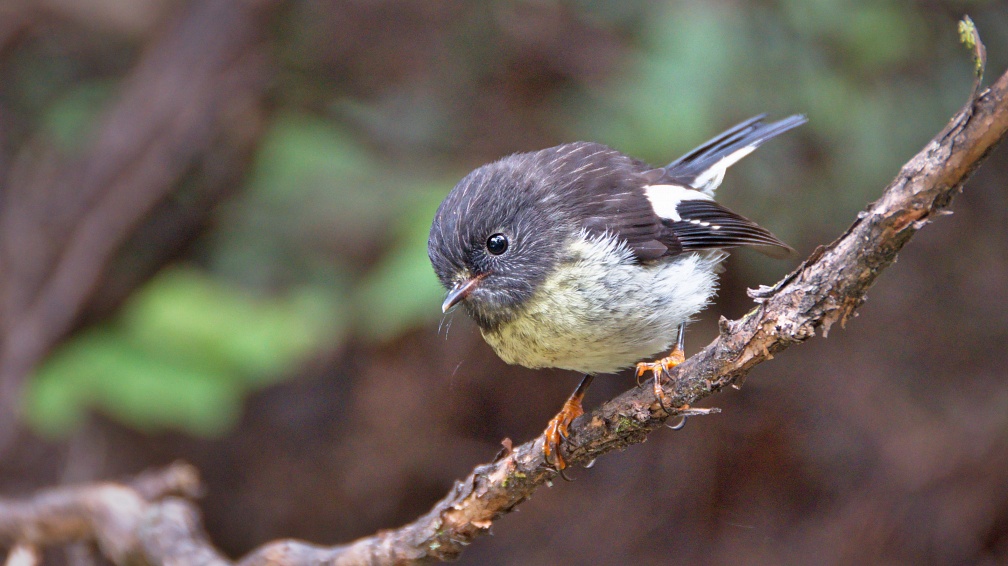 Tomtit perched on manuka branch