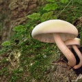Mushrooms growing on a tree