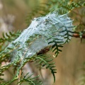 Nursery web spider hiding underneath her brood