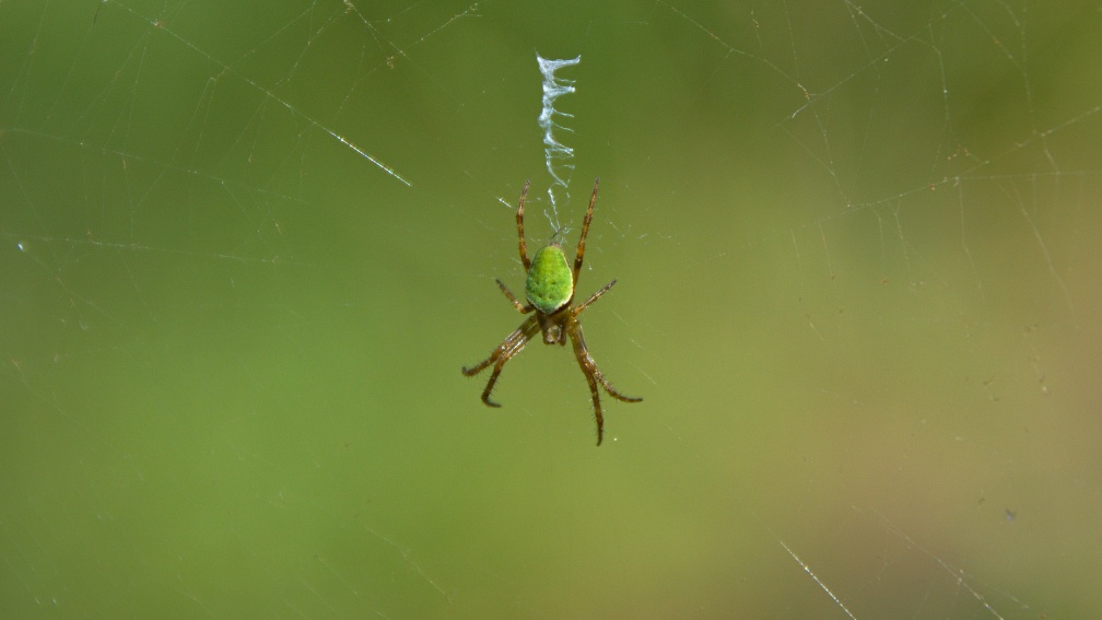 Green orb web spider on the web