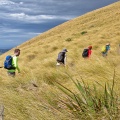 Trampers in golden tussock above Taieri Plains