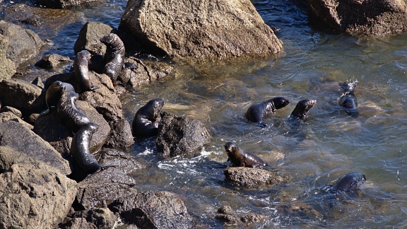 New Zealand Fur Seal nursery on the rocks