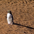 Yellow-eyed penguin enjoying sunshine