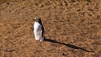 Yellow-eyed penguin enjoying sunshine
