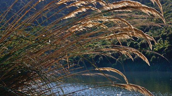 Toetoe grass by Sullivans Dam