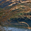 Toetoe grass by Sullivans Dam