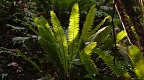 Backlit fern plant