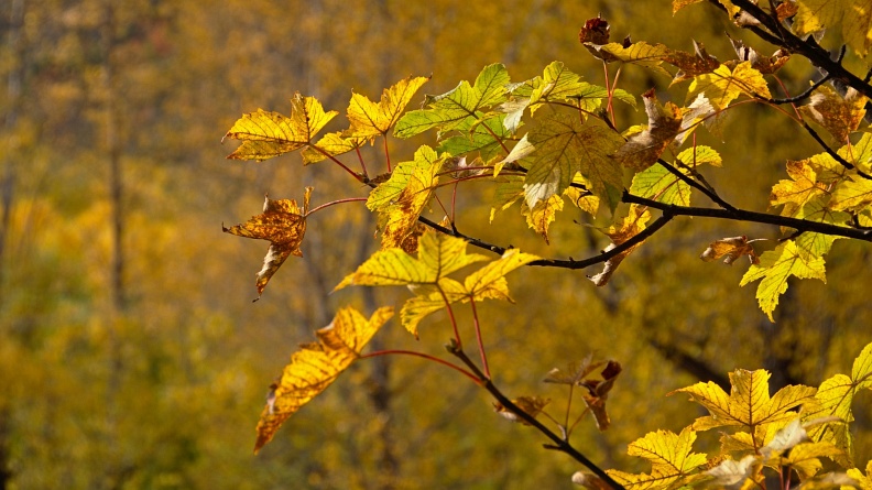 Twig with yellow maple leaves