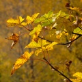 Twig with yellow maple leaves