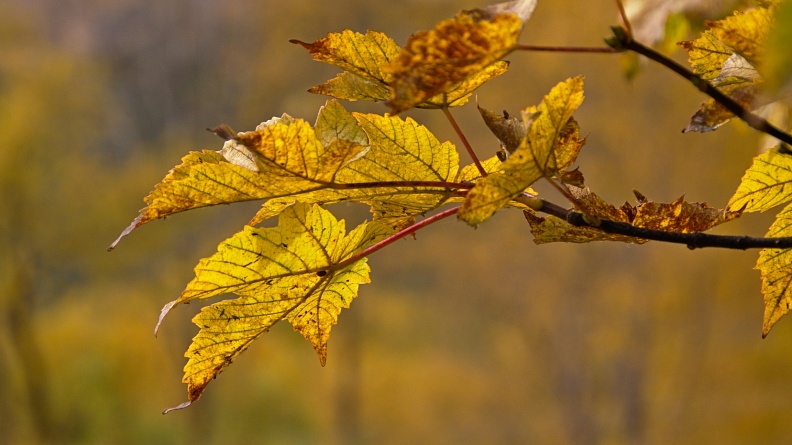 Golden Autumn maple leaves