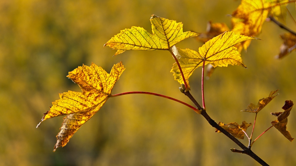 Yellow backlit maple leaves
