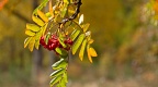 Rowan red berries (mountain ash)