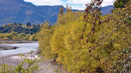 Hawthorn by Shotover River