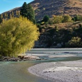 Willow tree and Shotover River meander by Ferry Hill