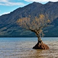 Small willow tree surrounded by waters of Lake Wakatipu