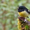 South Island tomtit on a mossy branch