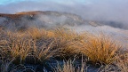 Golden tussock and fog above Woolshed Creek gorge