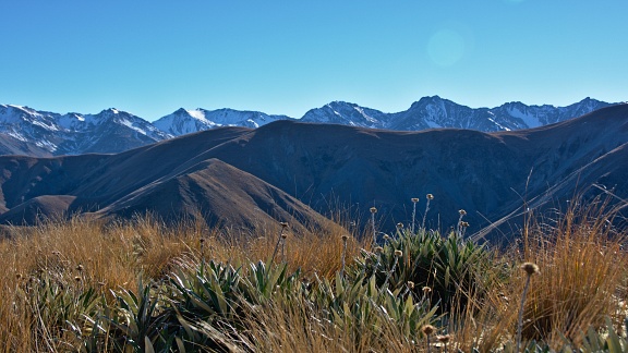 Daisies, tussock, and mountain ranges