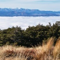 Tussock and beech forest above sea of clouds