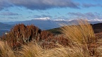 Tussock and Mount Titiroa