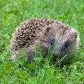 Little hedgehog