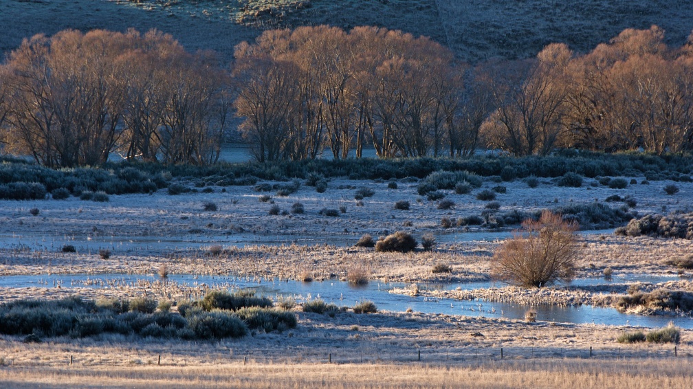 Ground frost and trees by Taieri River