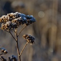 Frost-bitten yarrow plant