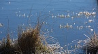 Clumps of grass in frozen pond