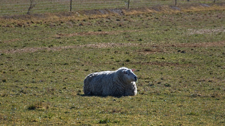 Single sheep lying down