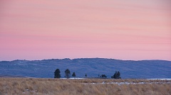 Group of trees in farmland and pink skies