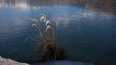 Toe-toe grass and frozen Blue Lake
