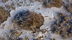 Tufts of short grass and ice