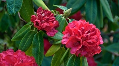 Clusters of bright red rhododendron flowers
