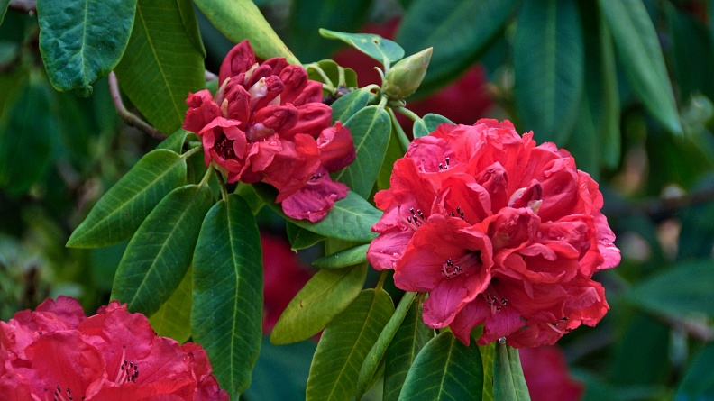 Clusters of bright red rhododendron flowers