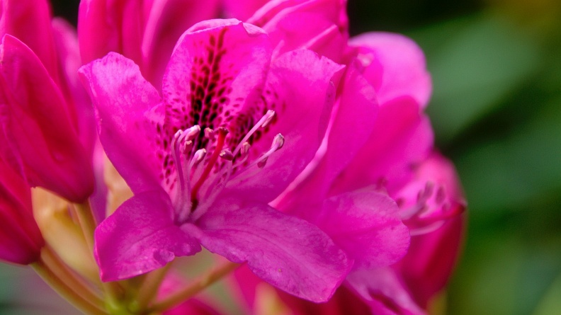 Hot pink rhododendron flower