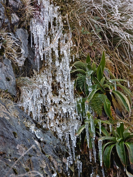Icicles in the grass