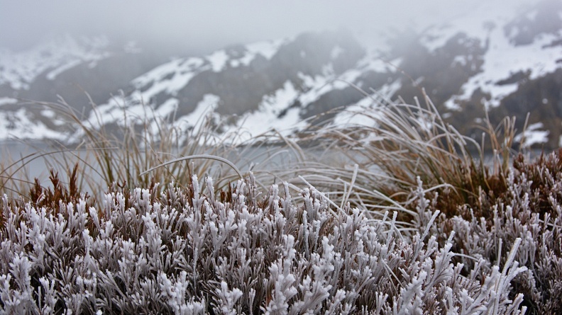Frozen plants by Lake Harris