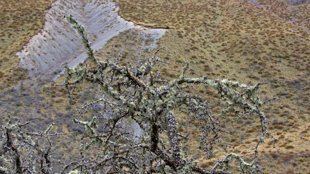 Old matagouri branch with lichens