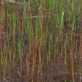 Red and green grass in stale water