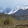 Tussock and snowy peaks in clouds